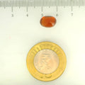 ITLGR_104186_SCALE.webp