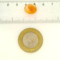 ITLGR_121732_SCALE.webp