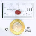 ITLGR_102669_SCALE.webp